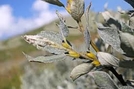 Attēlu rezultāti vaicājumam “Salix lapponum”