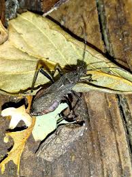 Attēlu rezultāti vaicājumam “Alydus calcaratus”