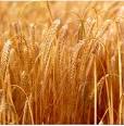 HGCA - Barley