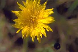 Attēlu rezultāti vaicājumam “Hypochaeris radicata”