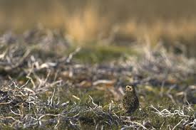 Attēlu rezultāti vaicājumam “Pluvialis apricaria adult”