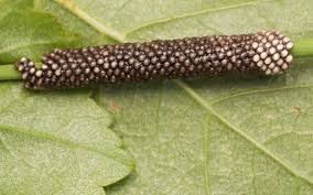 Attēlu rezultāti vaicājumam “Malacosoma castrensis larva”