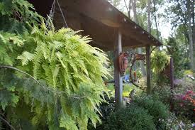 Image result for НЕФРОЛЕПИС (Nephrolepis