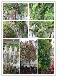 Image result for Ildblomkarse