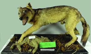 Attēlu rezultāti vaicājumam “Canis lupus”