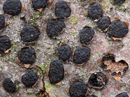 Attēlu rezultāti vaicājumam “Diatrype disciformis”