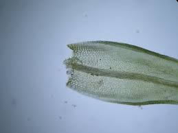 Attēlu rezultāti vaicājumam “Grimmia pulvinata sporophyte”