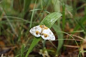 Attēlu rezultāti vaicājumam “Abraxas sylvata larva”