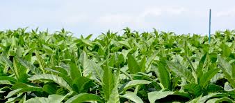 Attēlu rezultāti vaicājumam “Nicotiana tabacum”