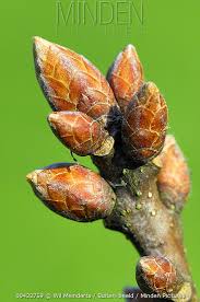 Attēlu rezultāti vaicājumam “Quercus robur bud”