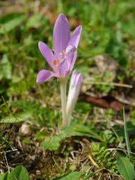 Attēlu rezultāti vaicājumam “Colchicum szovitsii subsp. szovitsii flower”
