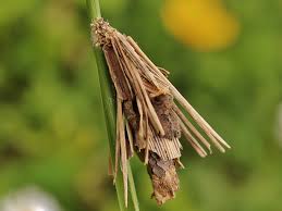 Attēlu rezultāti vaicājumam “Canephora hirsuta larva”