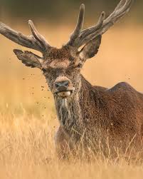 Attēlu rezultāti vaicājumam “Cervus elaphus”