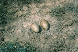 Attēlu rezultāti vaicājumam “Grus grus eggs”