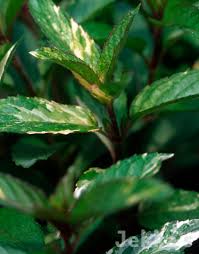 Attēlu rezultāti vaicājumam “Mentha x piperita leaf”