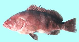 Image result for Epinephelus andersoni