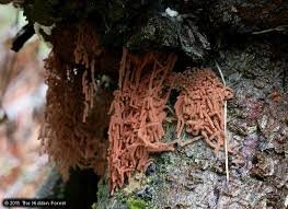 Attēlu rezultāti vaicājumam “Heterotrichia oerstedii (syn. Arcyria oerstedii)”