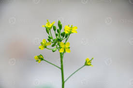 Attēlu rezultāti vaicājumam “Brassica napus flower”