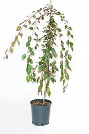 Attēlu rezultāti vaicājumam “Malus purpurea leaf”