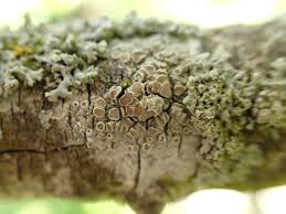 Attēlu rezultāti vaicājumam “Lecanora chlarotera”