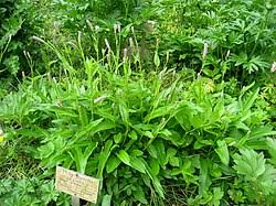 Attēlu rezultāti vaicājumam “Bistorta major leaf”