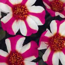 Attēlu rezultāti vaicājumam “Portulaca oleracea”