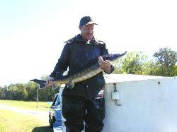 Image result for Acipenser desotoi