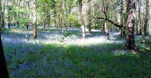 Image result for Guiseley Field Target Club GFTC