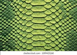 Image result for reptile scales