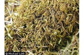 Attēlu rezultāti vaicājumam “Anomodon attenuatus”