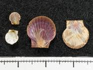 Image result for Placopecten magellanicus