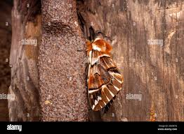 Attēlu rezultāti vaicājumam “Endromidae”