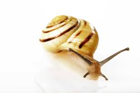 Attēlu rezultāti vaicājumam “Cepaea hortensis”