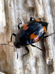 Attēlu rezultāti vaicājumam “Scaphidium quadrimaculatum”