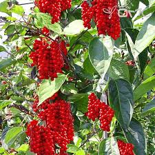 Attēlu rezultāti vaicājumam “Schisandra chinensis”