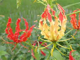 Attēlu rezultāti vaicājumam “Colchicaceae”