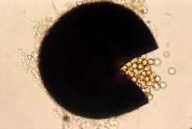 Attēlu rezultāti vaicājumam “Licea minima spores”