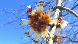 Attēlu rezultāti vaicājumam “Acer saccharinum flower”