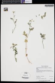 Attēlu rezultāti vaicājumam “Conioselinum tataricum”