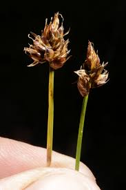 Attēlu rezultāti vaicājumam “Carex chordorrhiza”