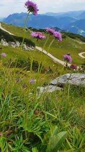 Image result for Scabiosa canescens