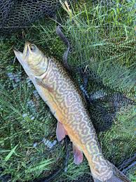 Image result for Salmo marmoratus