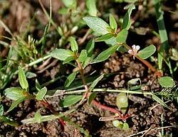 Attēlu rezultāti vaicājumam “Lythraceae”