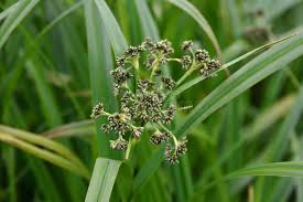 Attēlu rezultāti vaicājumam “Scirpus sylvaticus”