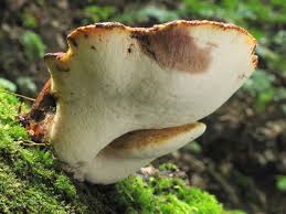 Attēlu rezultāti vaicājumam “Buglossoporus quercinus”