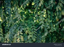 Attēlu rezultāti vaicājumam “Gymnocladus dioicus leaf”