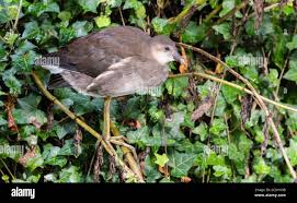 Attēlu rezultāti vaicājumam “Gallinula chloropus juvenile”