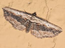 Attēlu rezultāti vaicājumam “Horisme vitalbata”