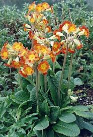 Attēlu rezultāti vaicājumam “Primula x margotae”