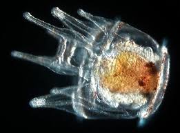 Image result for Strongylocentrotus droebachiensis